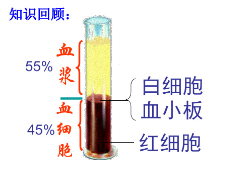 人教版七年级下册生物课件：第四单元 第四章 第二节 血管(共27张PPT)