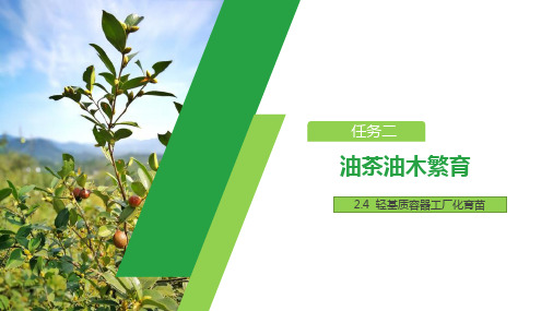 油茶苗木繁育—轻基质容器工厂化育苗(油茶栽培管理课件)