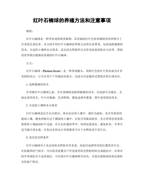 红叶石楠球的养殖方法和注意事项