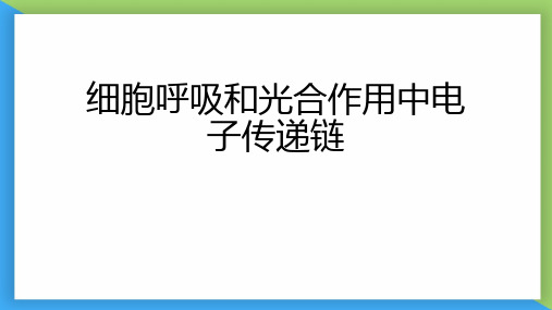 高中生物专题复习：细胞呼吸和光合作用中电子传递链