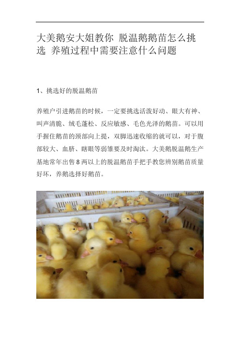 大美鹅安大姐教你 脱温鹅鹅苗怎么挑选 养殖过程中需要注意什么问题