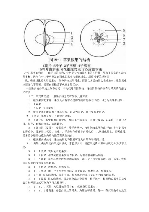 果实类型