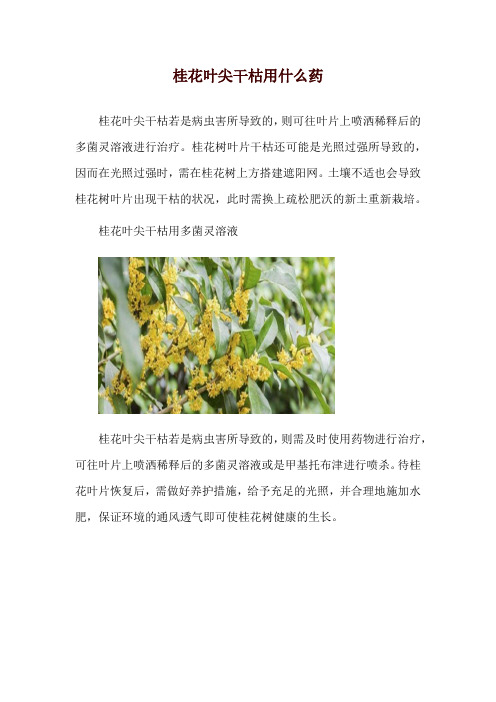 桂花叶尖干枯用什么药