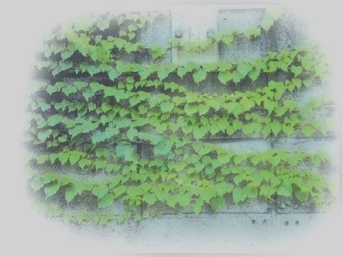 人教版小学语文四年级上册26课《那片绿绿的爬山虎》(完美优质版)的课件