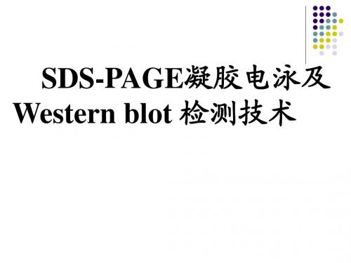 SDSPAGE凝胶电泳n_Western_blot