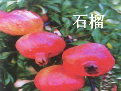 三年级语文石榴2