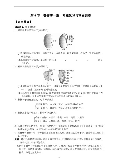 第4节  植物的一生 专题复习与巩固训练