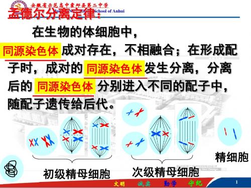 2.2基因在染色体上