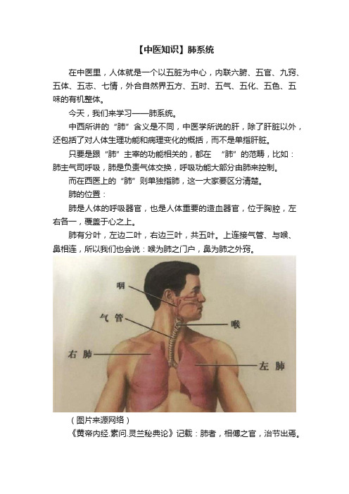 【中医知识】肺系统