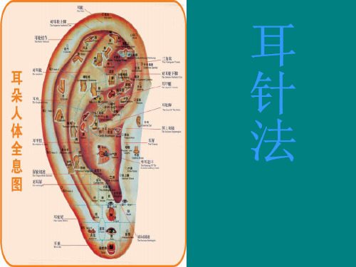 中医耳穴ppt课件