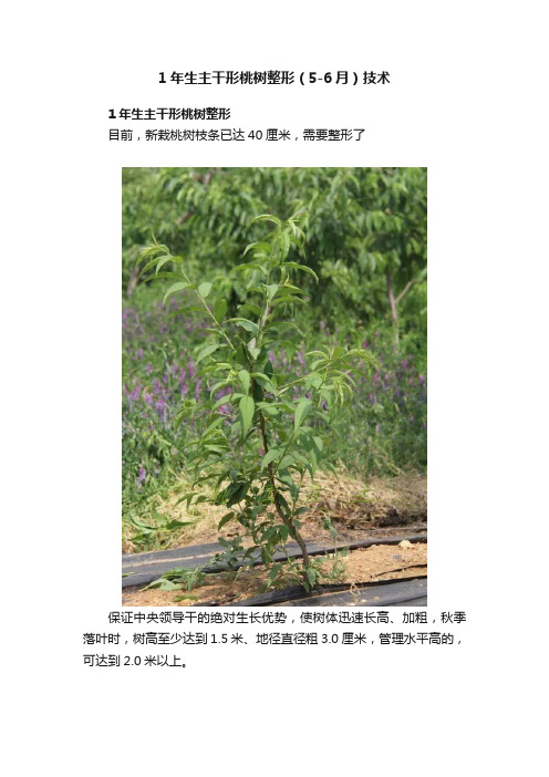 1年生主干形桃树整形（5-6月）技术