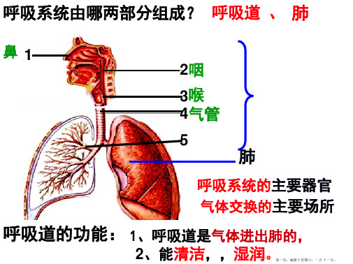 呼吸运动及肺通气