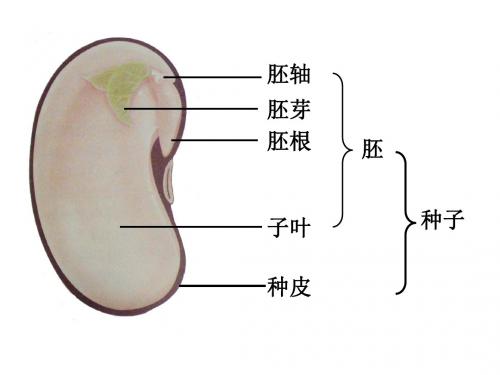 人教版七年级上册生物-3.2.1种子的萌发  课件       (共18张PPT)