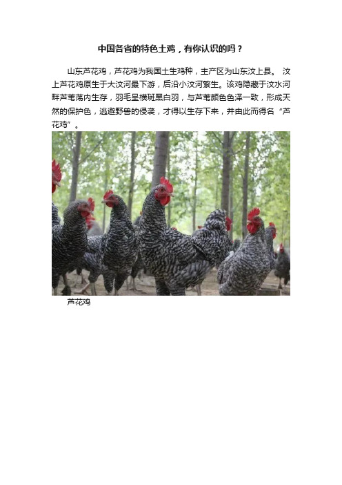 中国各省的特色土鸡，有你认识的吗？