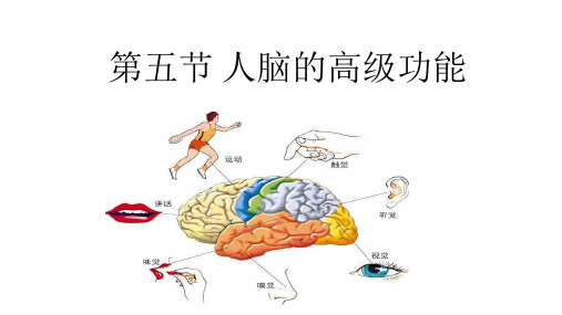 人脑的高级功能PPT教学课件1