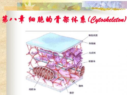 细胞骨架