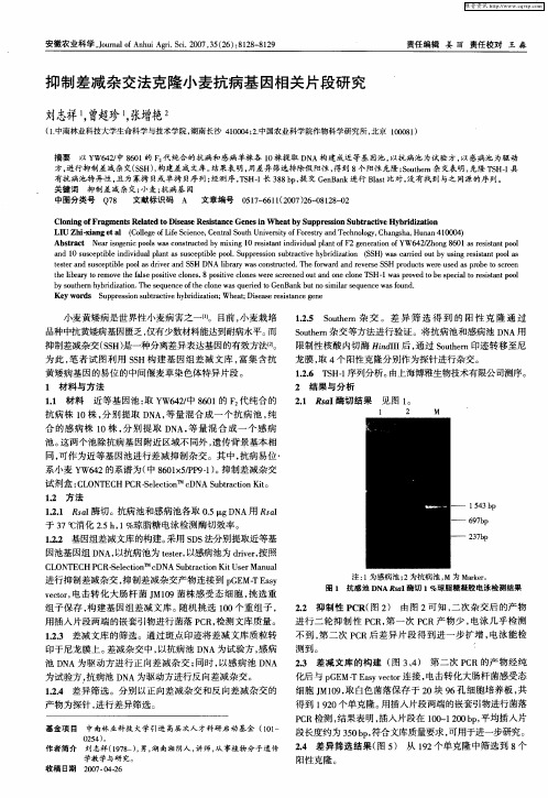 抑制差减杂交法克隆小麦抗病基因相关片段研究