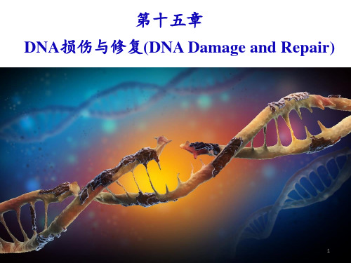 生物化学和分子生物学：第十五章 DNA损伤与修复