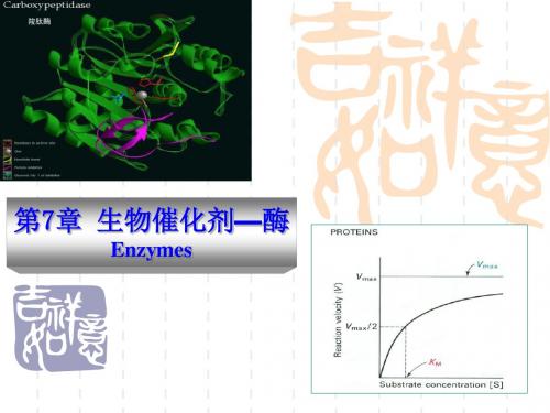 动物生物化学7生物催化剂——酶