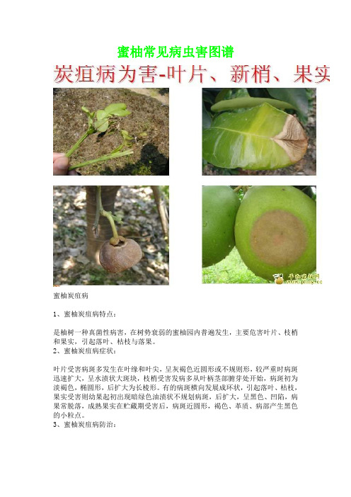 蜜柚常见病虫害图谱1