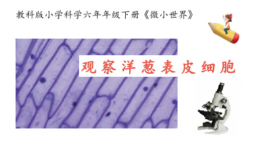 教科版小学科学六年级上册《观察洋葱表皮细胞》教学课件