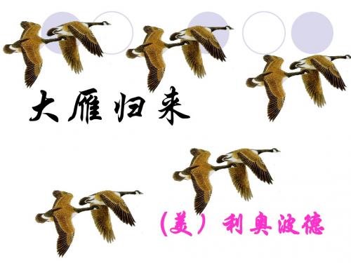 《大雁归来》PPT课件