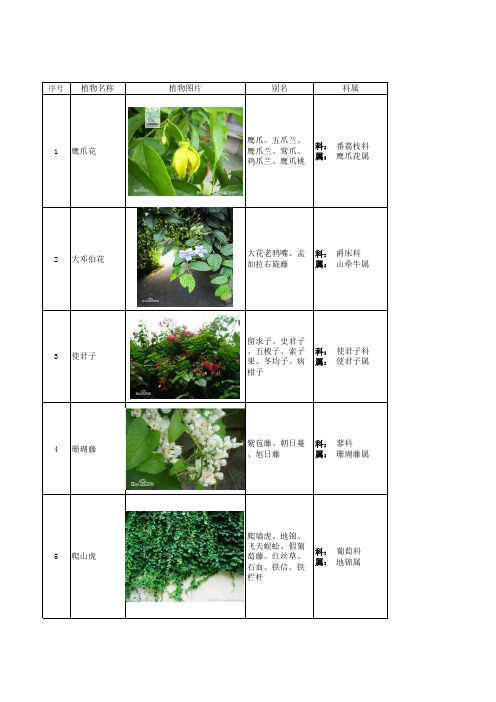 珠三角常见园林植物数据库——藤本