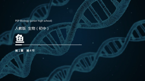 《鱼》精品课件-人教版八年级生物上册PPT课件