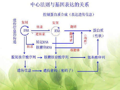 基因突变和基因重组(优质课)ppt课件