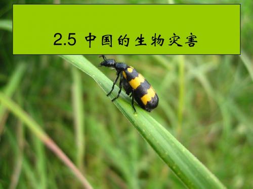 《中国的生物灾害》参考课件1