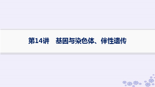 浙江专版2025届高考生物一轮总复习第4单元第14讲基因与染色体伴性遗传课件浙科版