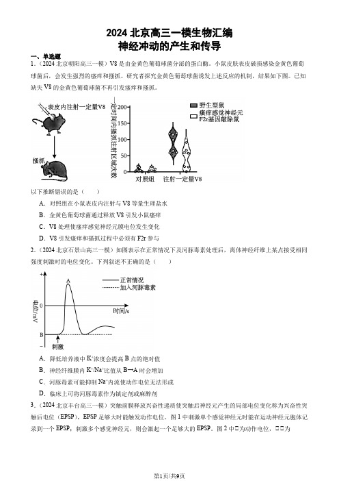 2024北京高三一模生物汇编：神经冲动的产生和传导