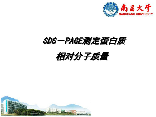 SDS-PAGE测定蛋白质相对分子质量