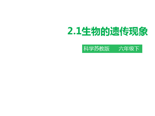 六年级下册科学课件生物的遗传现象 苏教版PPT名师课件