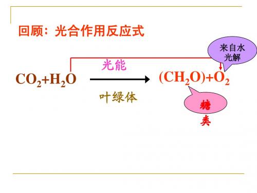 光合作用