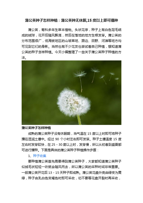 蒲公英种子怎样种植：蒲公英种无休眠,15度以上即可播种