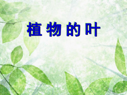 三年级上册科学课件-1.5植物的叶 教科版(共21张PPT)