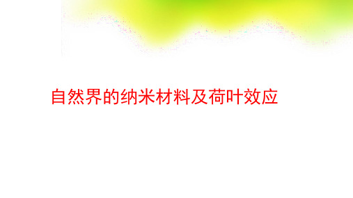 自然界的纳米材料及荷叶效应