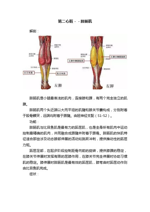 第二心脏－－腓肠肌