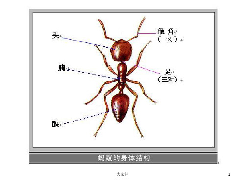 蚂蚁结构图 PPT