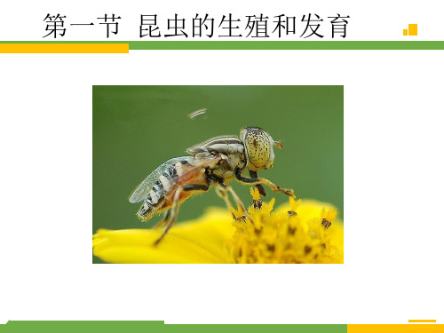 4-2-1 昆虫的生殖和发育-2023-2024学年八年级生物上册同步精品课堂(济南版)