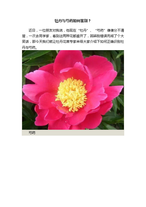 牡丹与芍药如何鉴别？