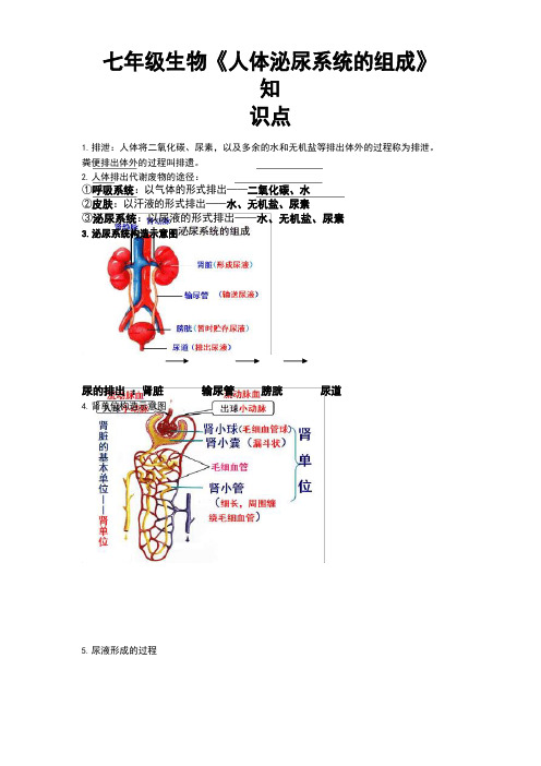 七年级生物《人体泌尿系统的组成》知识点