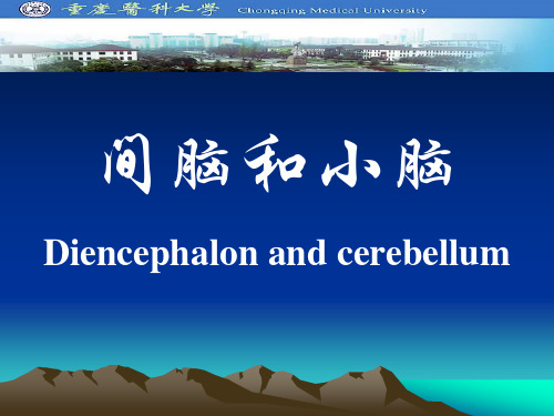 人体解剖学课件：20间脑、小脑