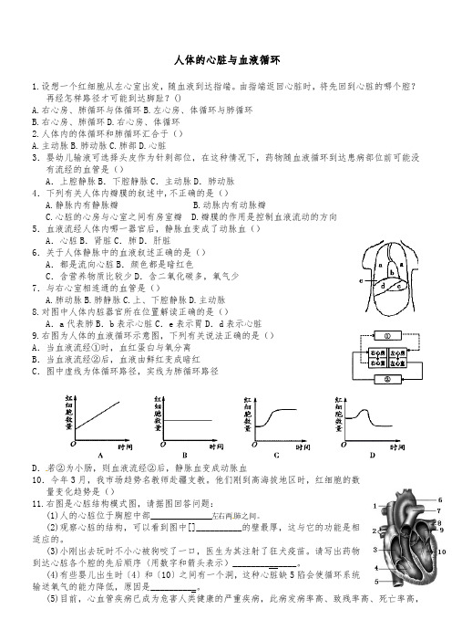 科教版初中科学生物精选题 5、人体的心脏与血液循环 - 附答案