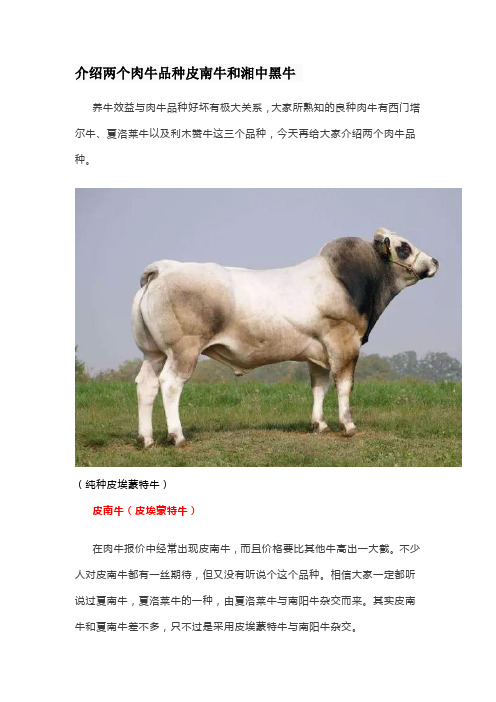 介绍两个肉牛品种皮南牛和湘中黑牛