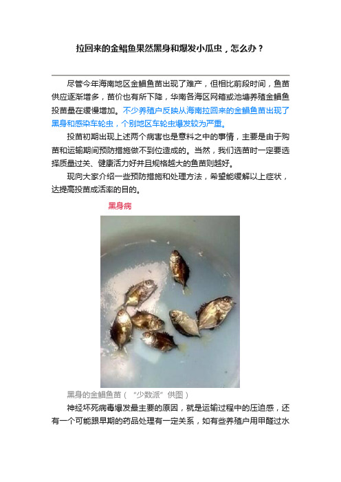 拉回来的金鲳鱼果然黑身和爆发小瓜虫，怎么办？