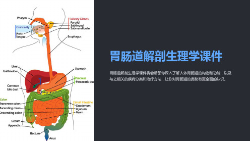 《胃肠道解剖生理学课件》