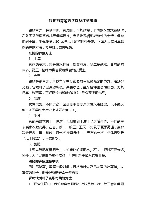 铁树的养殖方法以及注意事项