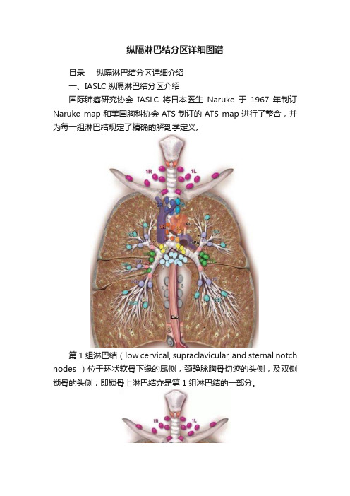 纵隔淋巴结分区详细图谱